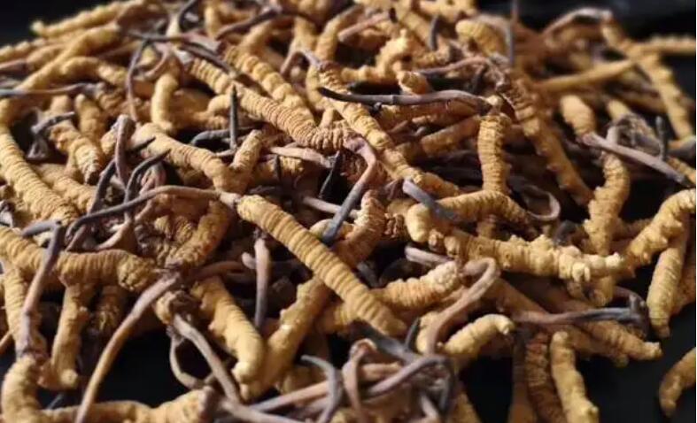 新鮮冬蟲夏草怎么保存，鮮草怎么吃？