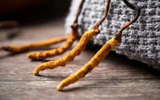 冬蟲(chóng)夏草的真實(shí)作用，冬蟲(chóng)夏草主要有什么成分