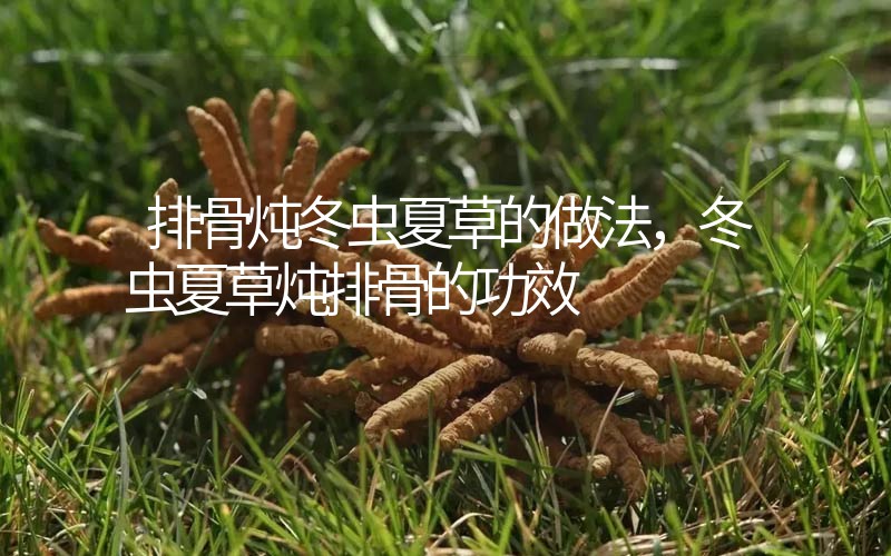 排骨燉冬蟲夏草的做法，冬蟲夏草燉排骨的作用