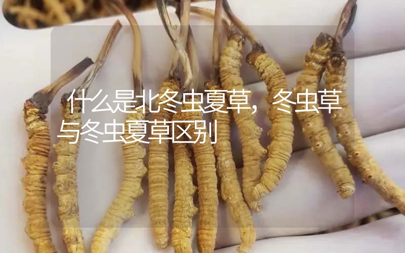 什么是北冬蟲夏草，北冬蟲草與冬蟲夏草區(qū)別