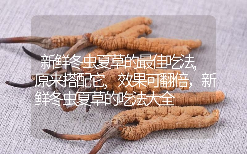 新鮮冬蟲夏草的最佳吃法,原來搭配它,效果可翻倍，新鮮冬蟲夏草的吃法大全