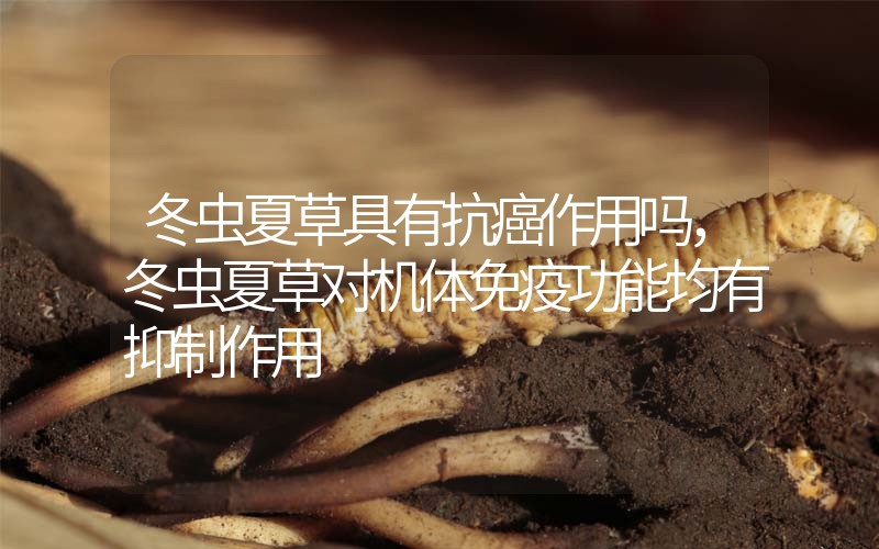冬蟲(chóng)夏草具有抗癌作用嗎，冬蟲(chóng)夏草對(duì)機(jī)體免疫功能均有抑制作用