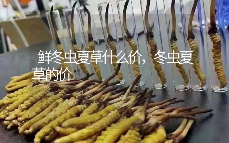 鮮冬蟲夏草什么價，冬蟲夏草的價格