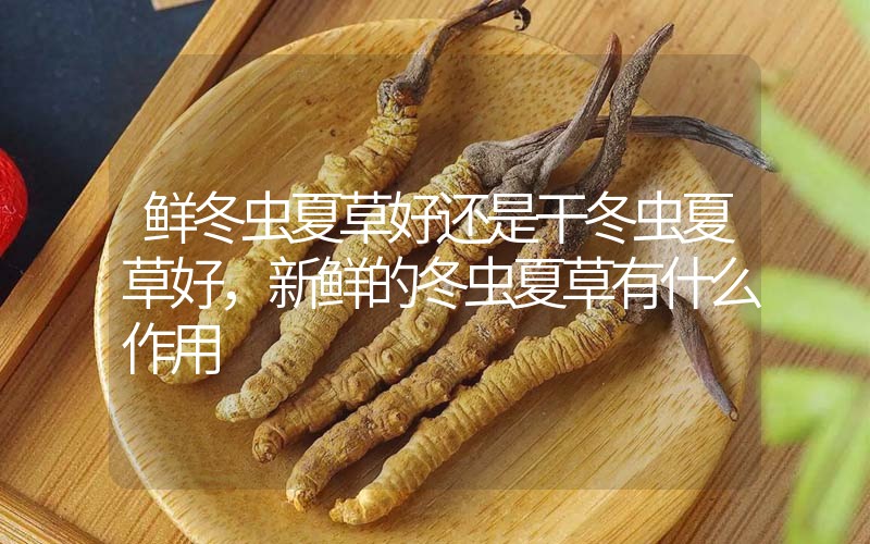鮮冬蟲(chóng)夏草好還是干冬蟲(chóng)夏草好，新鮮的冬蟲(chóng)夏草有什么作用