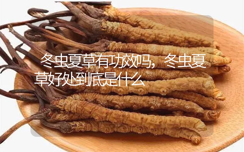 冬蟲(chóng)夏草到底有什么神奇作用?冬蟲(chóng)夏草好處到底有哪些？