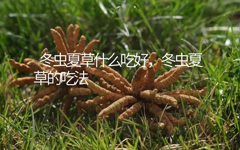 冬蟲(chóng)夏草什么吃好，冬蟲(chóng)夏草的吃法