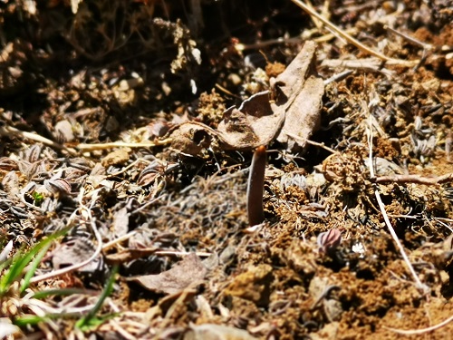 冬蟲夏草是蟲子還是草呢？它是如何生長的