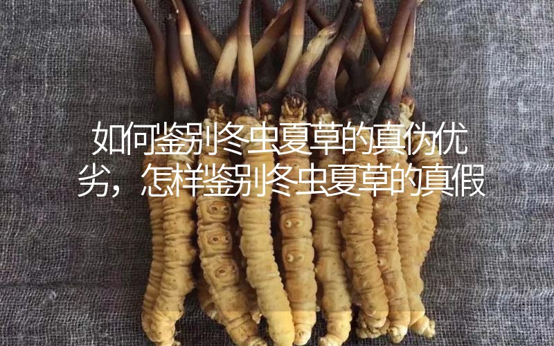 如何鑒別冬蟲夏草的真?zhèn)蝺?yōu)劣，怎樣鑒別冬蟲夏草的真假