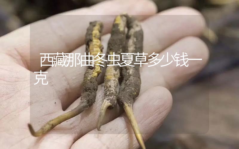 西藏那曲冬蟲(chóng)夏草多少錢(qián)一克？