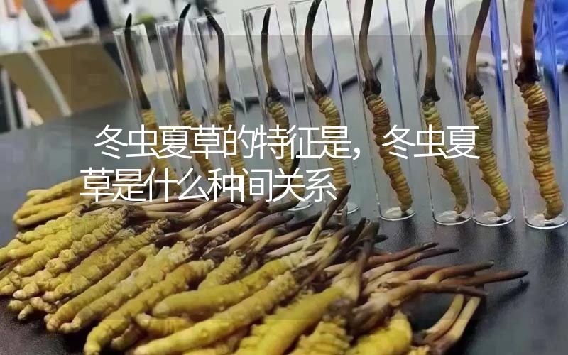 冬蟲(chóng)夏草的特征是，冬蟲(chóng)夏草是什么種間關(guān)系