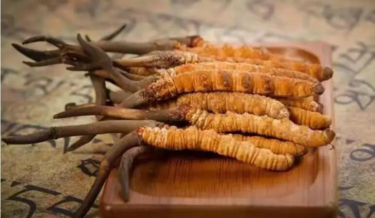 鮮蟲草和干蟲草，應(yīng)該怎么選擇？