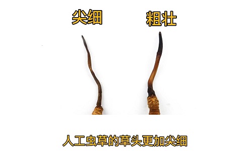 人工蟲草和野生蟲草如何分辨？人工冬蟲夏草怎么鑒別