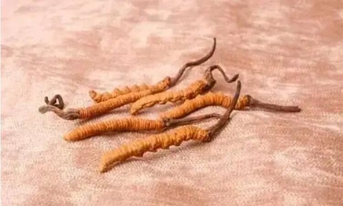 哪個產(chǎn)地的冬蟲夏草營養(yǎng)價值高,哪里的蟲草更好？