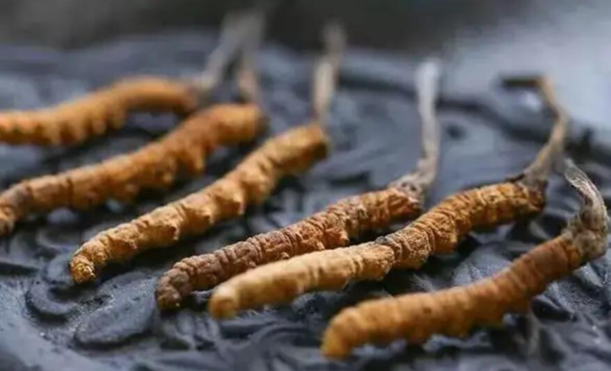 冬蟲夏草價(jià)格貴嗎？冬蟲夏草一般多少錢？