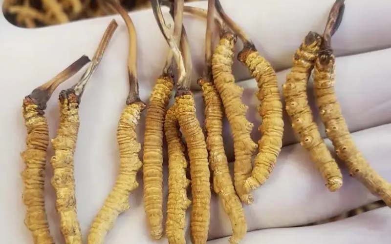 吃冬蟲(chóng)夏草會(huì)過(guò)敏嗎？冬蟲(chóng)夏草禁忌！