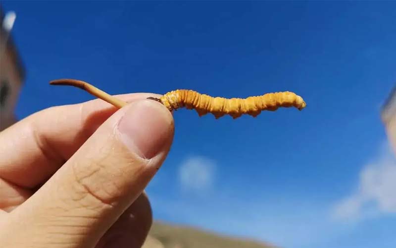 冬蟲夏草可不是人人能吃的，以下三類人不能吃冬蟲夏草