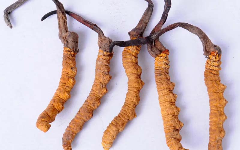 冬蟲(chóng)夏草的作用與作用及食用方法(冬蟲(chóng)夏草有什么作用)