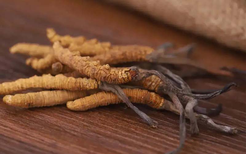 服用冬蟲(chóng)夏草注意事項(xiàng)有哪些?