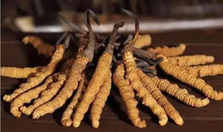 新鮮冬蟲(chóng)夏草在哪買(mǎi)?