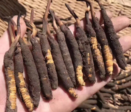 <a href=http://www.ddhuz.com/xinxian/ target=_blank class=infotextkey>新<a href=http://www.ddhuz.com/xinxian/ target=_blank class=infotextkey>鮮冬蟲夏草</a></a>