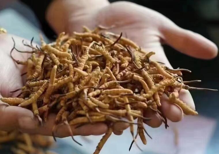 新鮮冬蟲夏草怎么洗最好？新鮮冬蟲夏草怎么清洗？