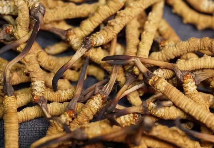 <a href=http://www.ddhuz.com/ target=_blank class=infotextkey>冬蟲夏草</a>