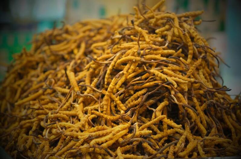 冬蟲夏草的產(chǎn)量為何一年不如一年呢？