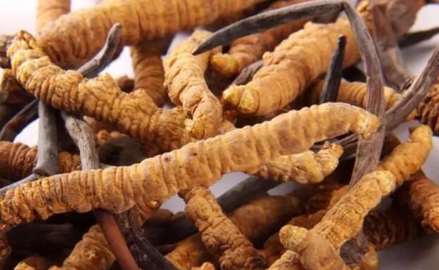 <a href=http://www.ddhuz.com/chifa/ target=_blank class=infotextkey>冬蟲夏草的吃法</a>