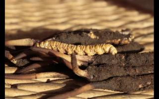 冬蟲夏草“冬補三九，夏補三伏”