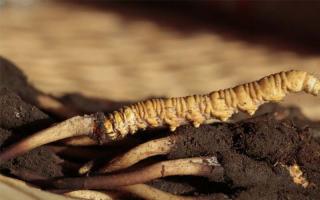 冬蟲夏草能郵寄到國外嗎？