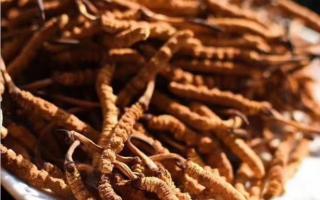 關(guān)于冬蟲夏草食用的一些問題解答？