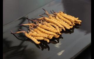 新鮮冬蟲夏草不宜久存？