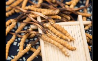 哪個(gè)產(chǎn)地的冬蟲(chóng)夏草好？