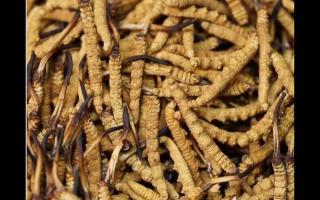 食用冬蟲夏草不能忽視量效關(guān)系？