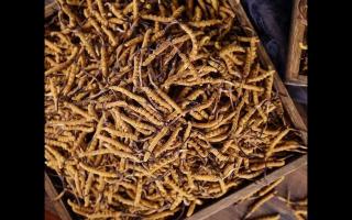 西藏那曲冬蟲夏草有哪些優(yōu)勢？