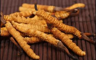 如何區(qū)分新鮮冬蟲(chóng)夏草粉和劣質(zhì)冬蟲(chóng)夏草粉？