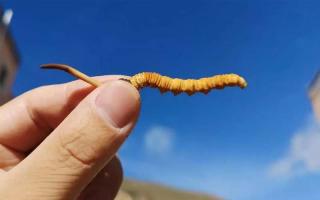 挑戰(zhàn)你的眼力：看出新鮮冬蟲(chóng)夏草和干草的差異嗎？