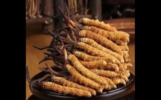 冬蟲夏草純粉片的制作方法是什么？