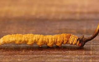 冬蟲夏草為何會有斷草？如何產(chǎn)生的！