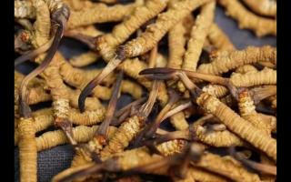 凍干的冬蟲(chóng)夏草品質(zhì)如何！與新鮮的相比如何？