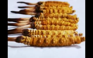 哪些因素會(huì)影響到冬蟲(chóng)夏草的價(jià)格？