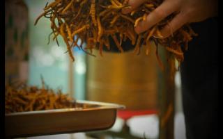 辨別冬蟲夏草產(chǎn)地操作方法的誤區(qū)！