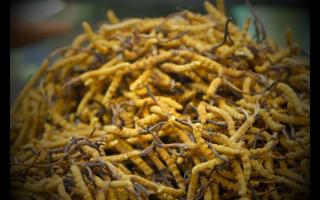 常見的幾種不合格冬蟲夏草，要學(xué)會(huì)分辨！