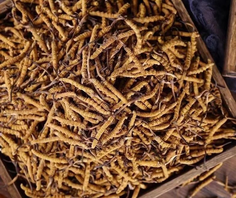 冬蟲夏草和白蟲草有什么區(qū)別？