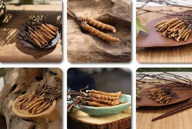 冬蟲夏草和白蟲草有什么區(qū)別？