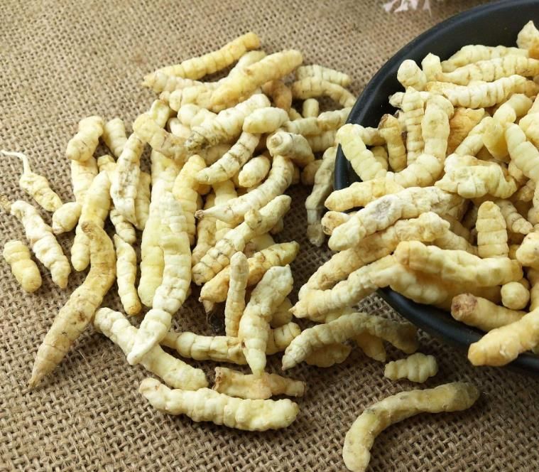 冬蟲夏草和白蟲草有什么區(qū)別？