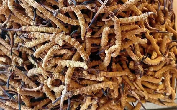 冬蟲夏草可以和番石榴一起吃嗎？