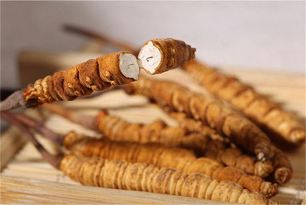 冬蟲夏草可以直接食用嗎？直接生吃無(wú)法發(fā)揮冬蟲夏草藥理作用