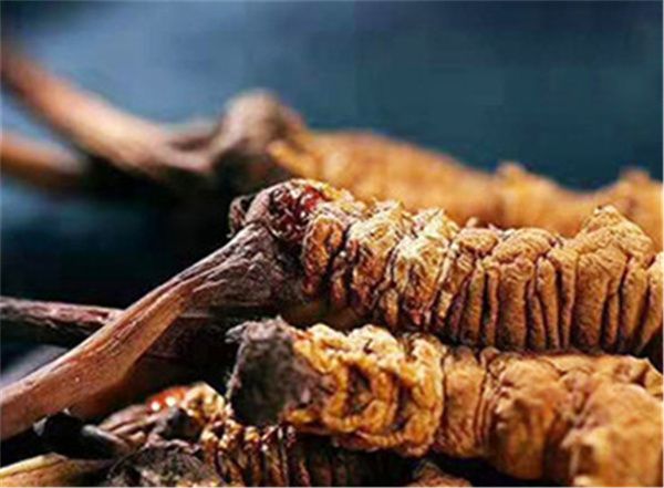 新鮮冬蟲夏草怎么泡酒？制作新鮮冬蟲夏草酒的簡單步驟