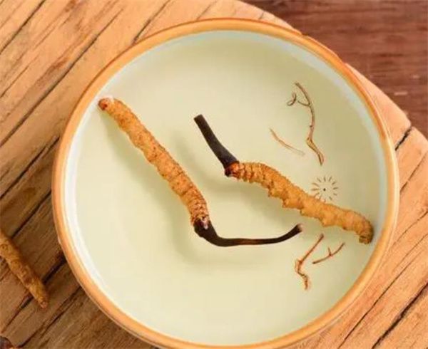 老人怎樣服用冬蟲夏草？